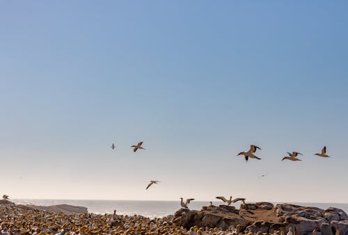 免费 塘鹅, 天性, 岸邊 的 免费素材图片 素材图片
