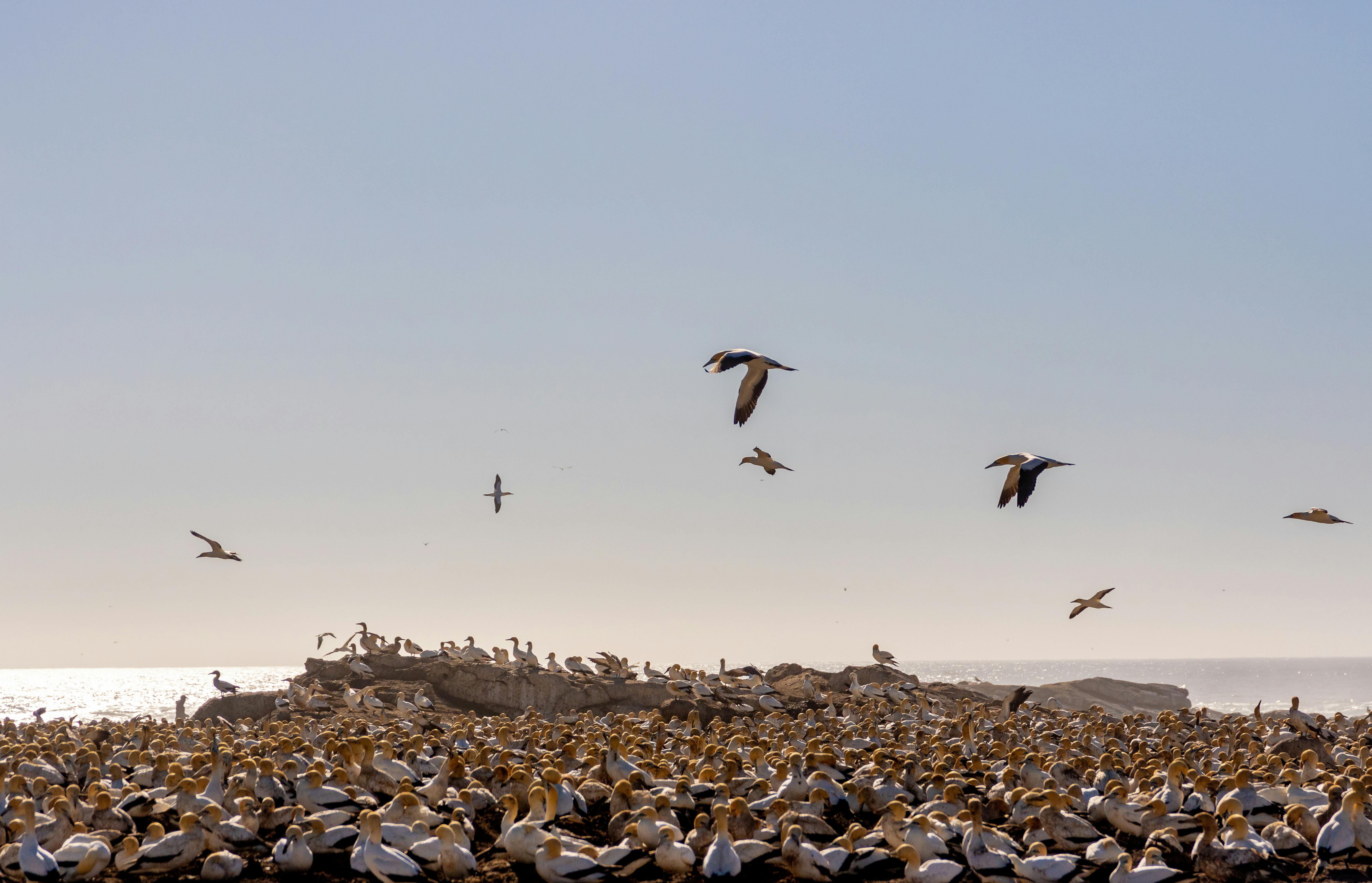Cape Gannet Colony Lambert's Bay — South Africa