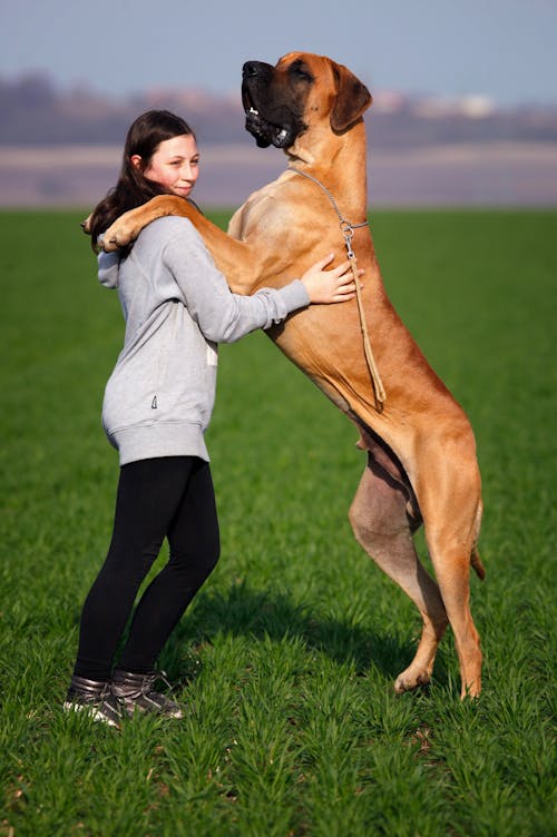 Erwachsene Tan Deutsche Dogge