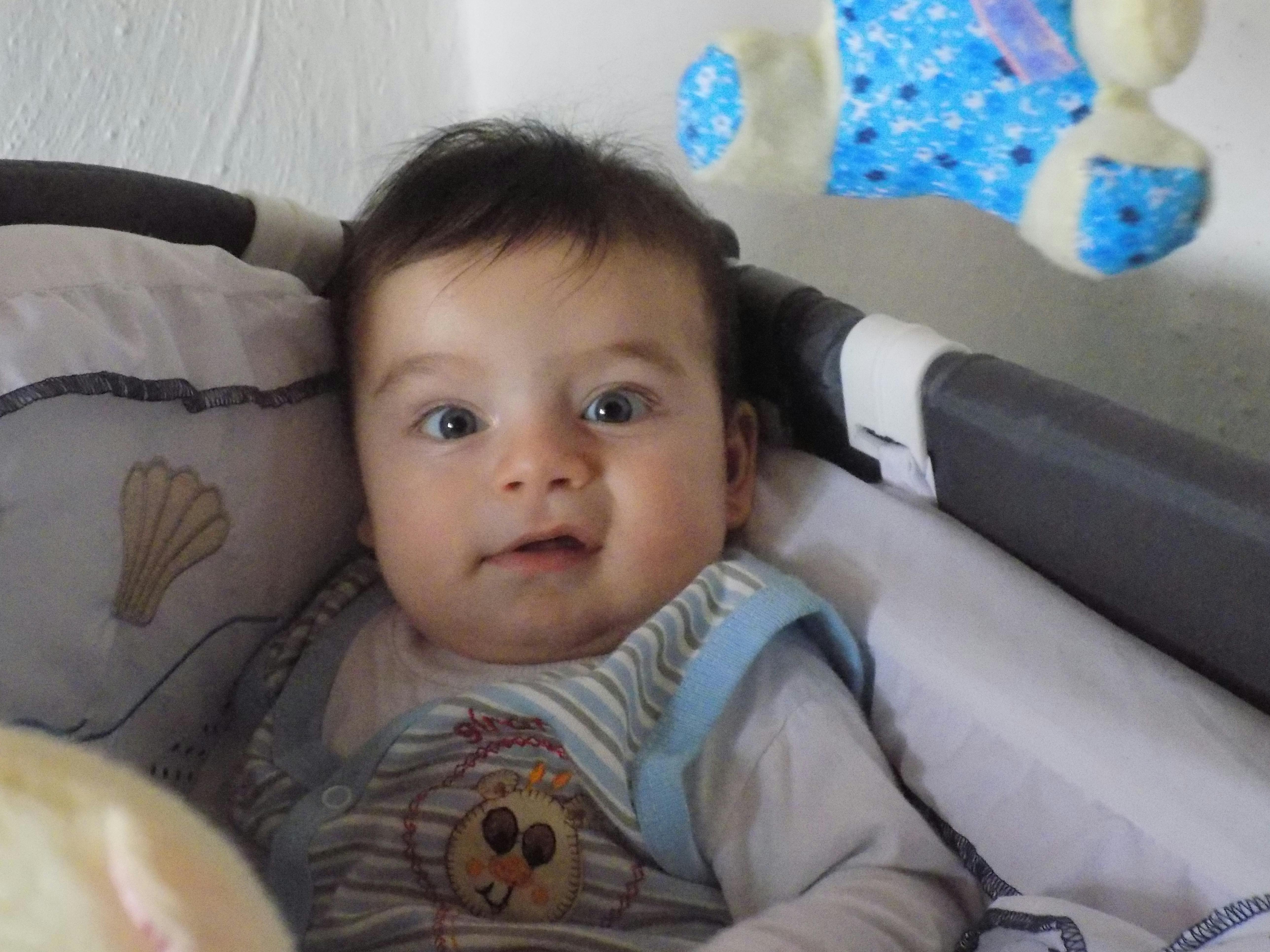 스마트폰으로 동물등록 확인하는 모습 - 출처: Pexels