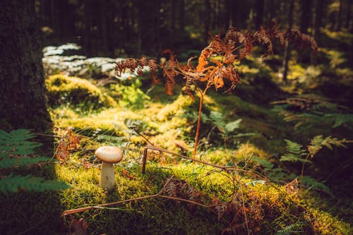 From above of mushroom growing among moss fern and trees in dense woodland