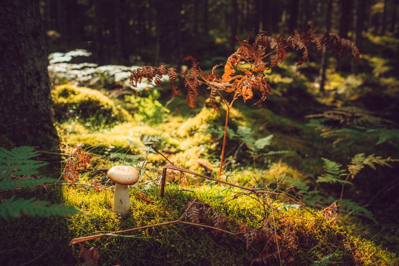 From above of mushroom growing among moss fern and trees in dense woodland