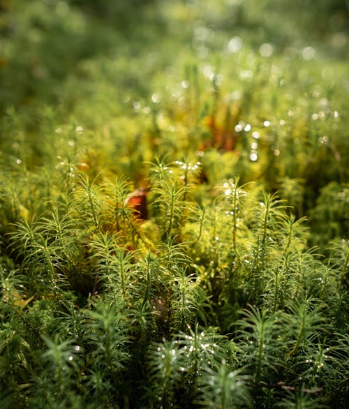 Free Green wet common haircap moss in nature Stock Photo