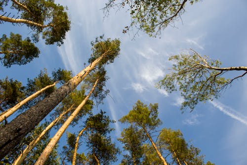 Бесплатное стоковое фото с высокий, деревья, небо