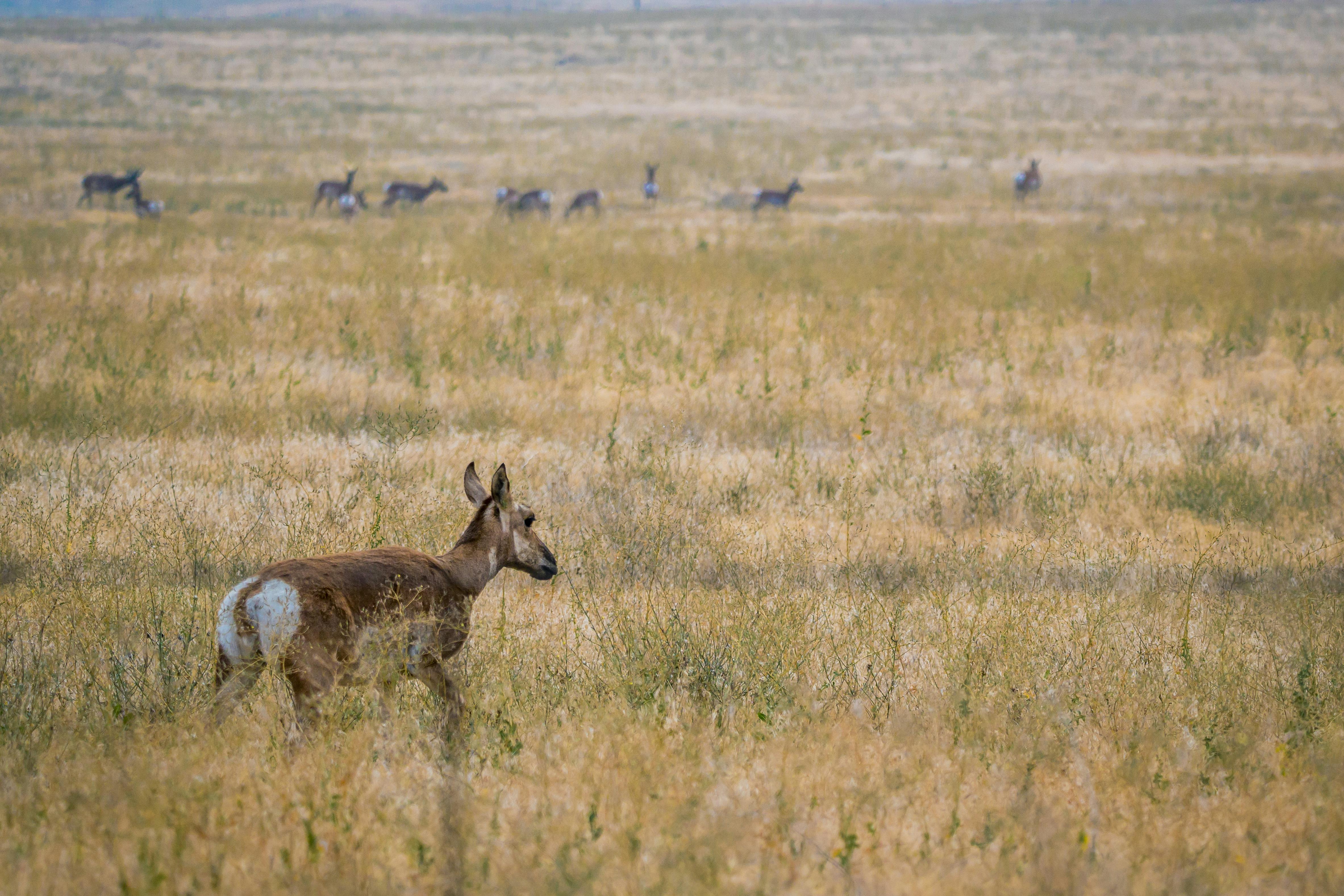 Graceful wild deer on grassy field near trees · Free Stock Photo