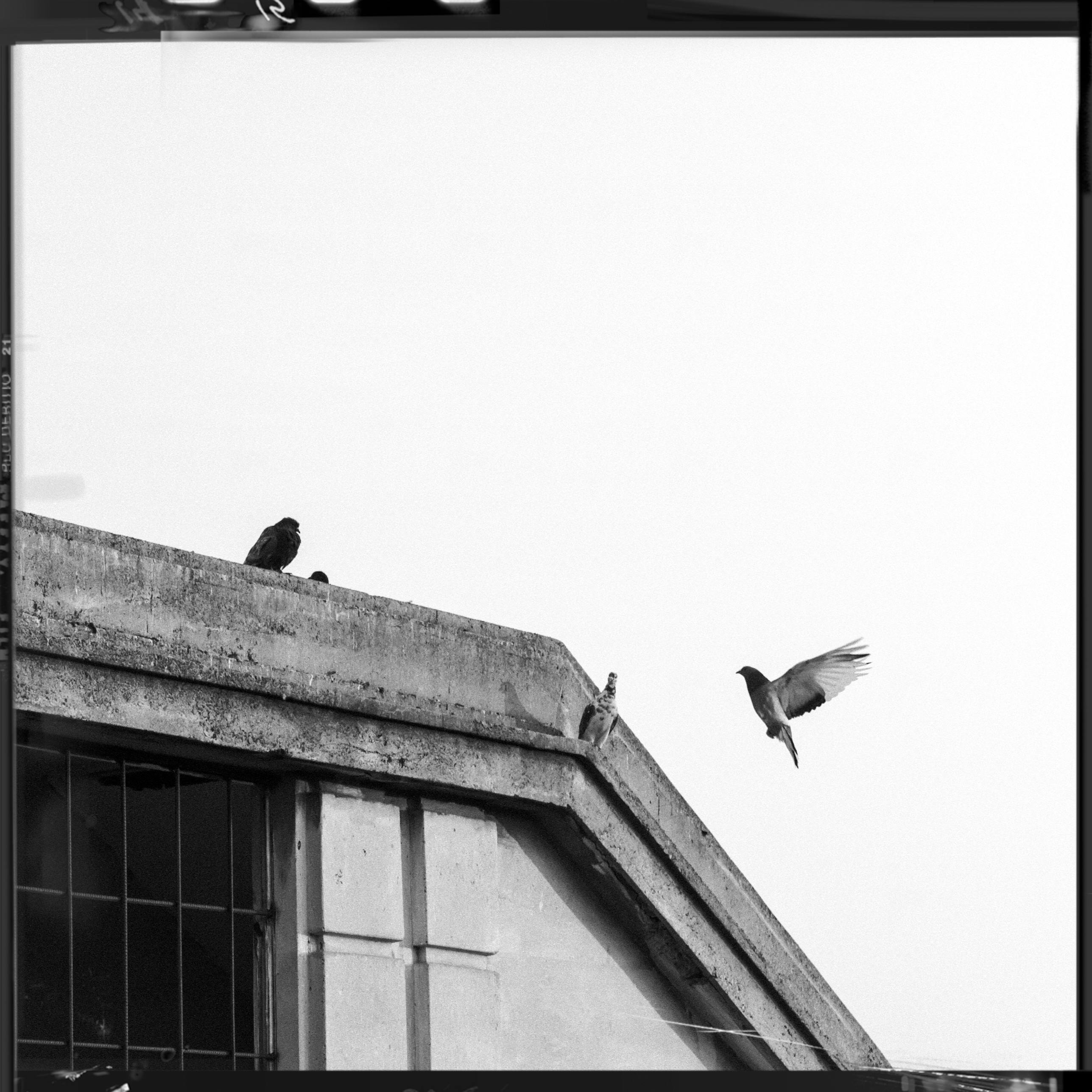 birds flying on metal railing