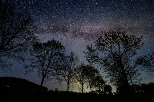 Free Silhouette of Trees Under Starry Sky Stock Photo