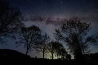 树木的轮廓映衬着繁星点点的银河夜空