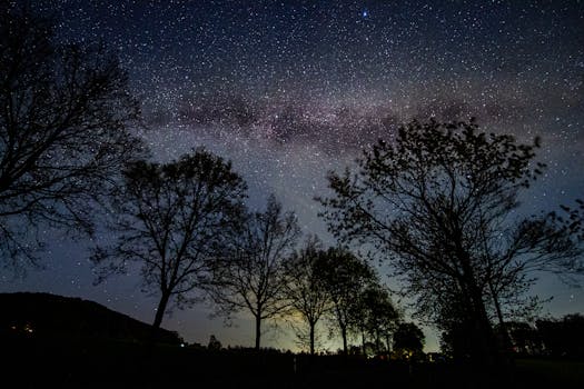 树木的轮廓映衬着繁星点点的银河夜空