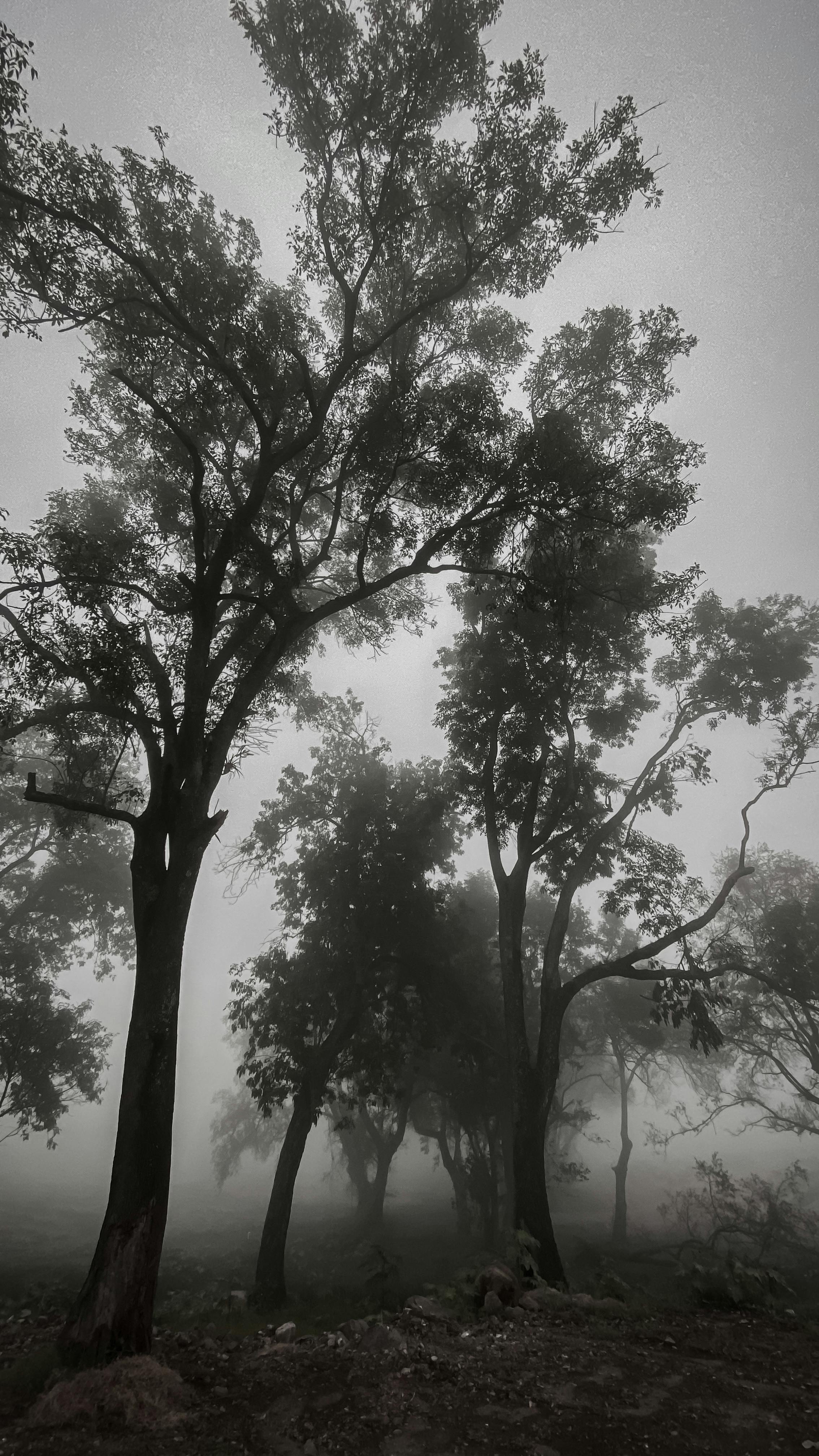 Foggy grayscale forest scene with towering trees creating an atmospheric mood.