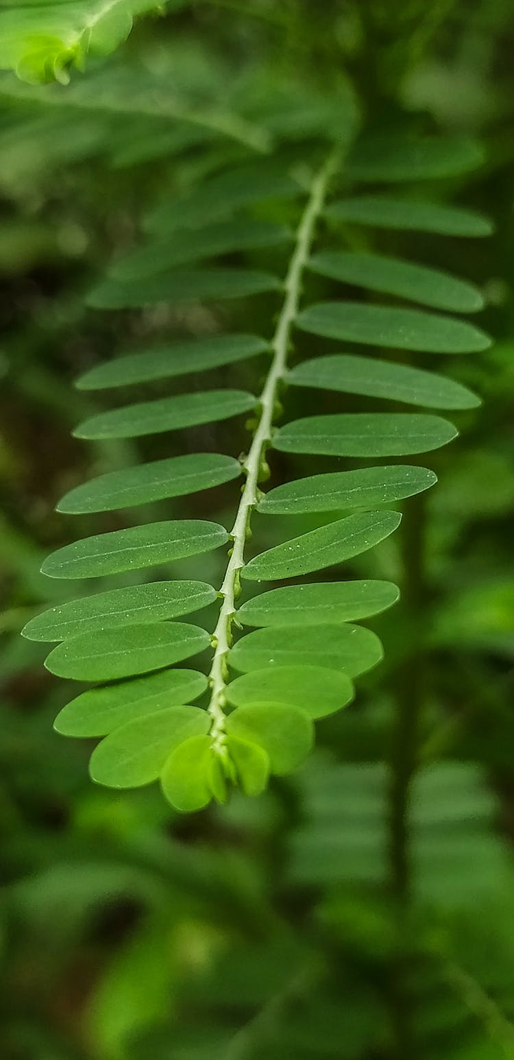 Close-Up Shot Of A Leafflower