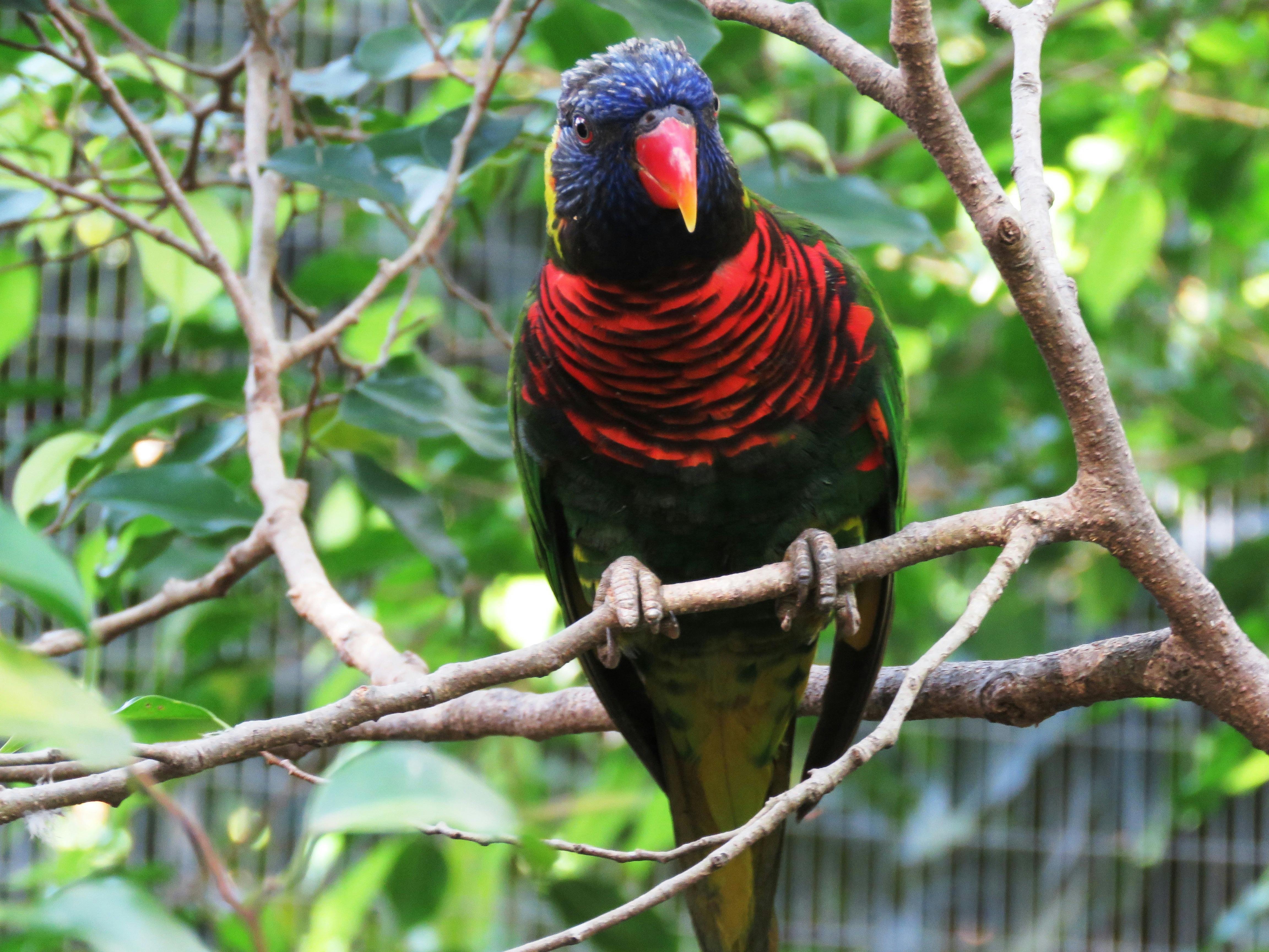 11+ Gambar Burung Warna Warni