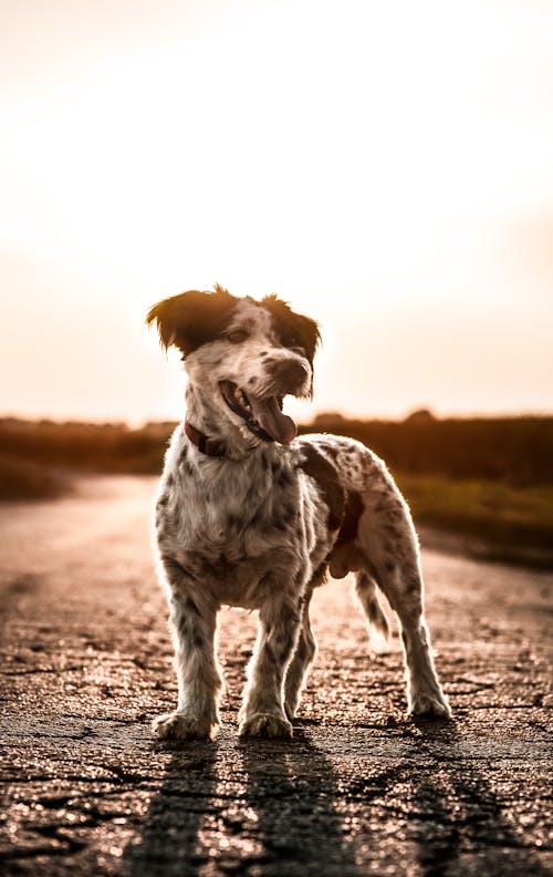 Free Photo of a Black and White Dog During Sunset Stock Photo