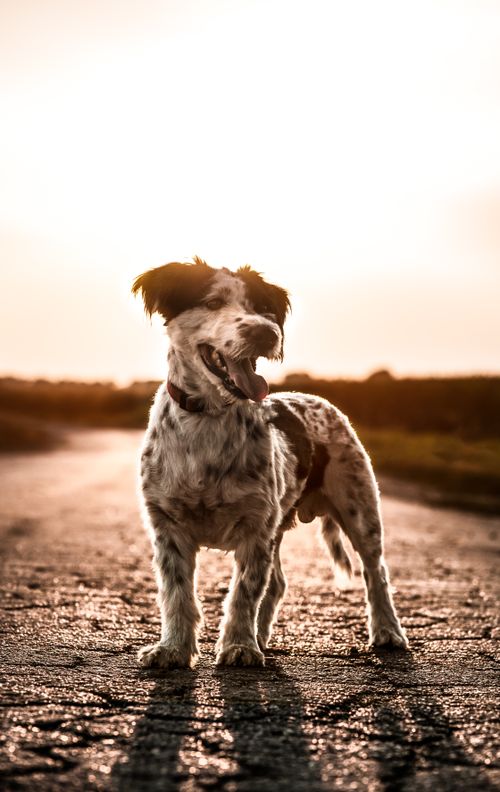 Free Captivating photo of a joyful dog on a Croatian road during a beautiful sunset, showcasing nature's beauty. Stock Photo
