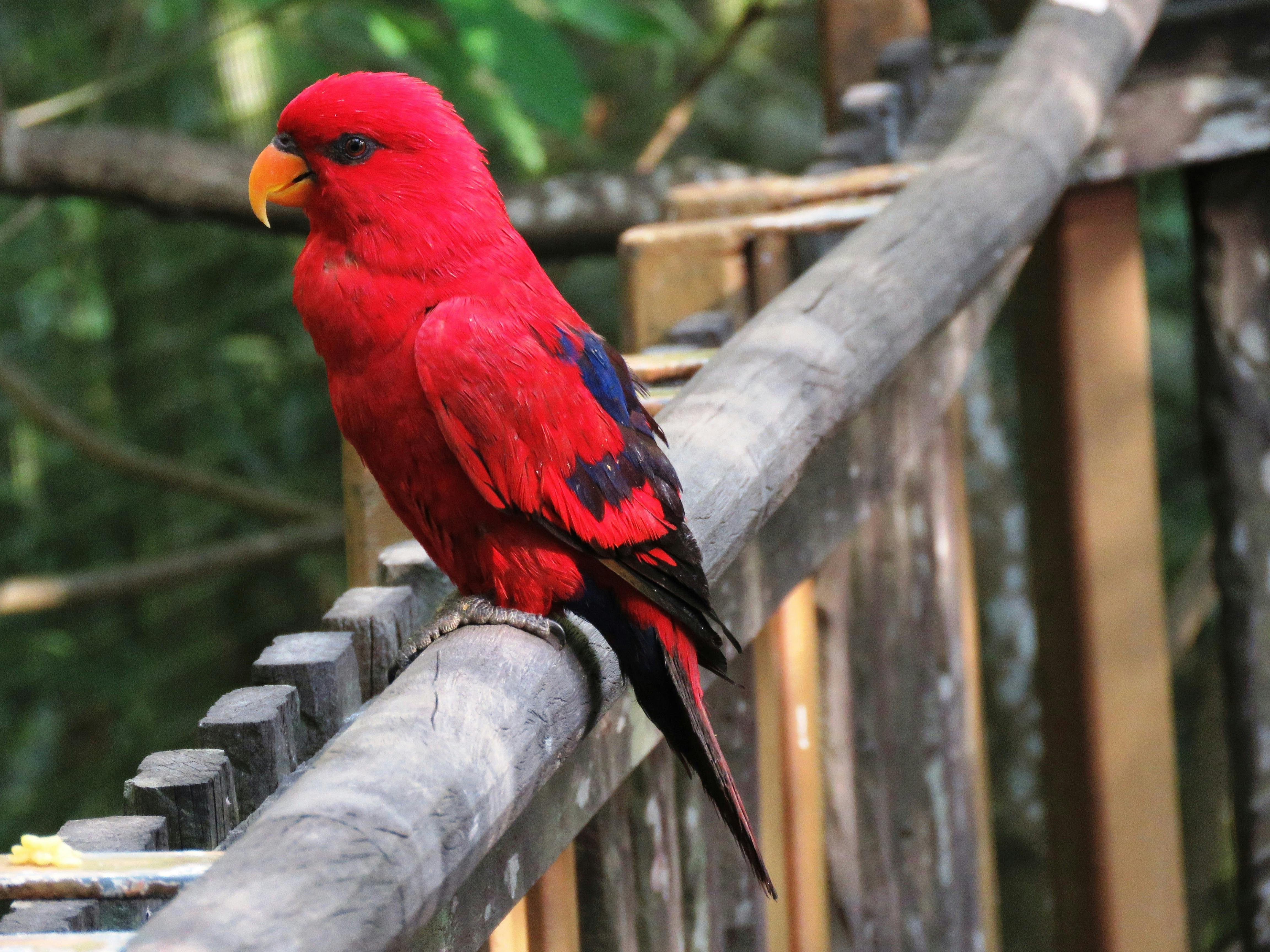 オウム カラフルな鳥 かわいい鳥の無料の写真素材