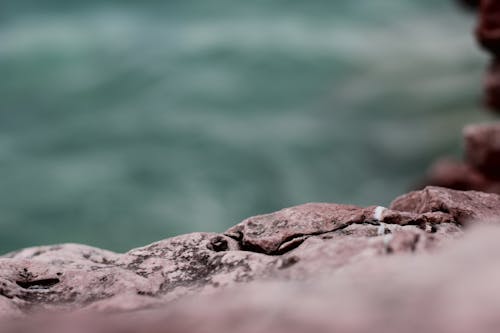 คลังภาพถ่ายฟรี ของ blured, ดอกกุหลาบ, ทะเล