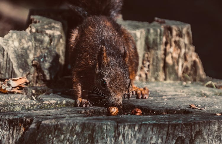 Small Squirrel In Forest With Stump