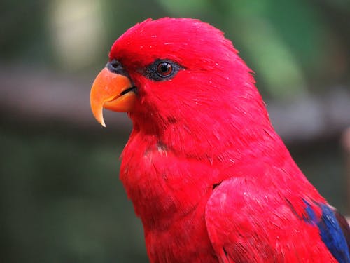 Selective Focus Photography of Red Parrot