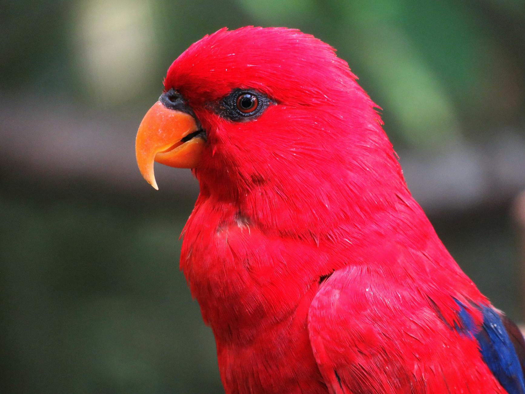 Selective Focus Photography of Red Parrot · Free Stock Photo
