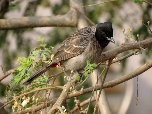 Oiseau à Petit Bec Noir Brun Sur Une Branche D'arbre Brun Pendant La Journée