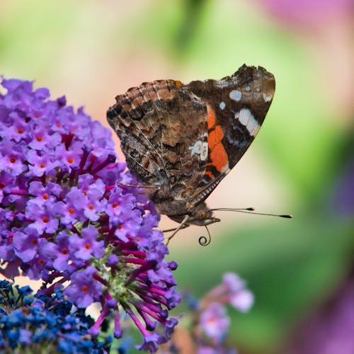 Brown Butterfly Perched on Purple Flower in Close Up Photography