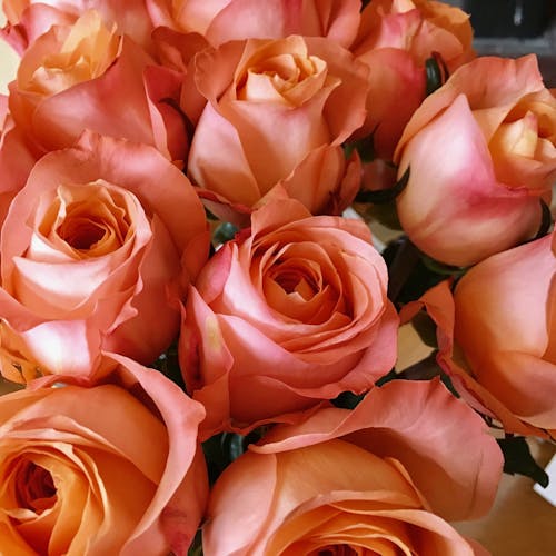 Free Pile of Pink Rose Flowers Stock Photo