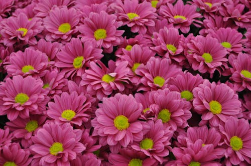 Free Bunch of Beautiful Pink Flowers Stock Photo