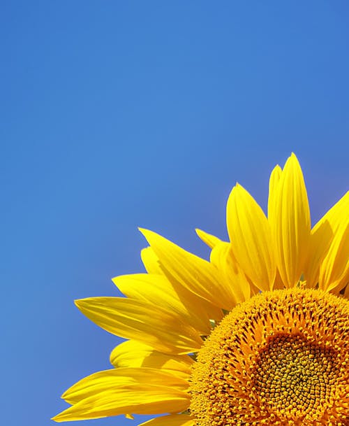 Gratuit Imagine de stoc gratuită din a închide, cer albastru, floarea-soarelui Fotografie de stoc