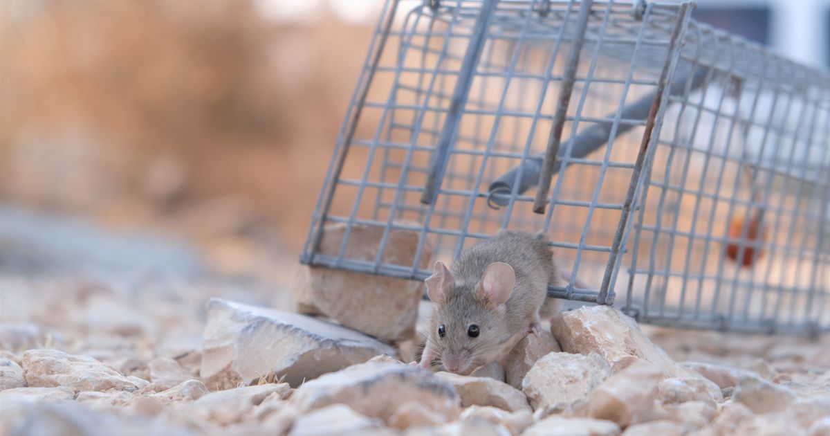 Pest Teams Cut Record Rework 25% in 2026