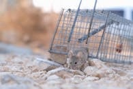 Close-Up Shot of a Small Mouse Escaping From a Trap