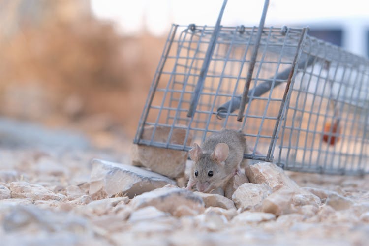 Close-Up Shot Of A Small Mouse Escaping From A Trap