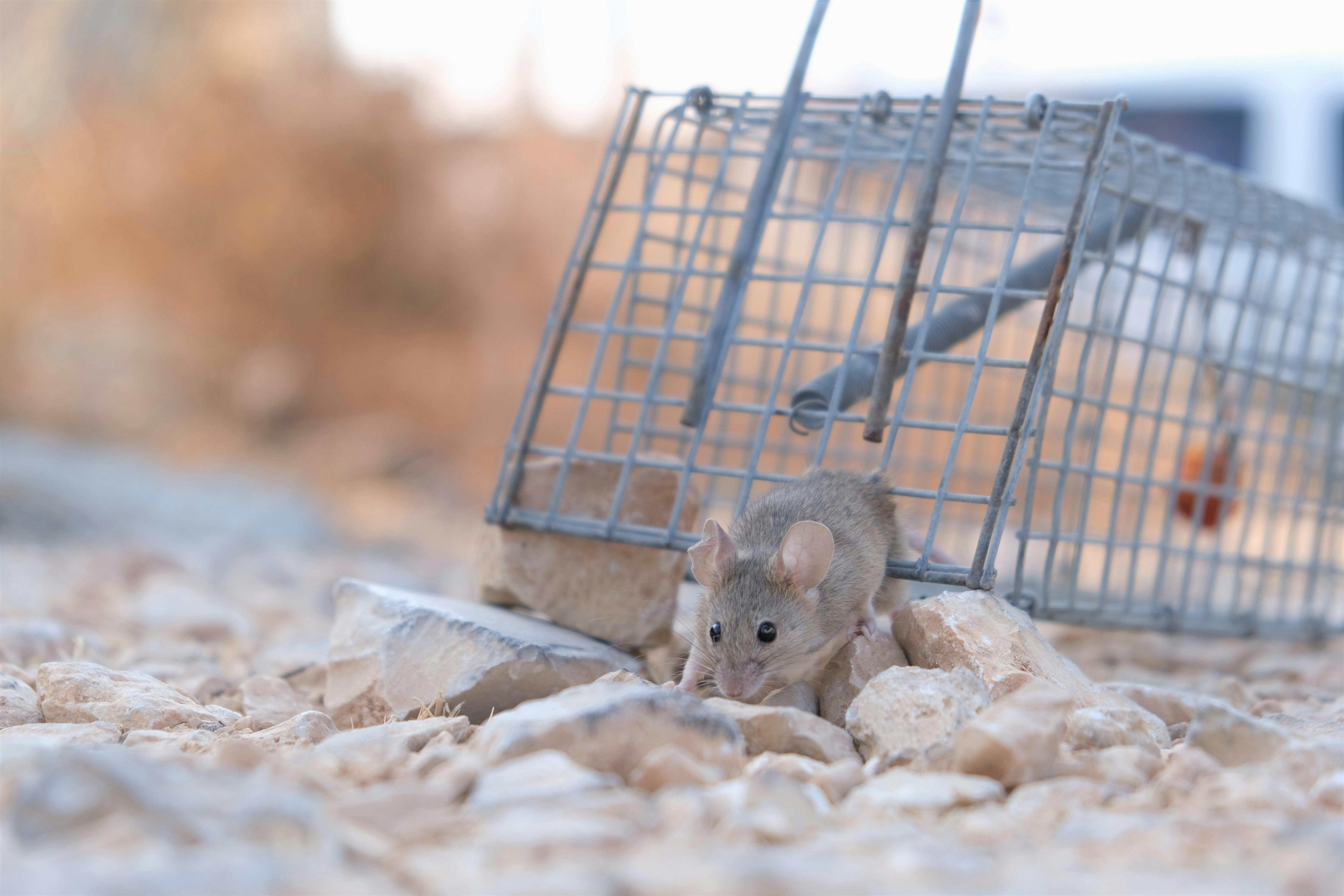 34 House Mouse Trap Stock Photos, High-Res Pictures, and Images