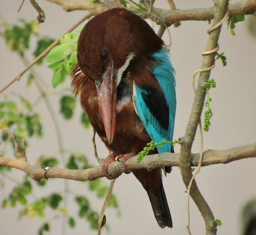 무료 Bokeh 사진에서 줄기에 서있는 파란색 갈색과 흰색 새 스톡 사진