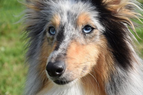 Free Close-Up Shot of a Rough Collie With Blue Eyes Stock Photo