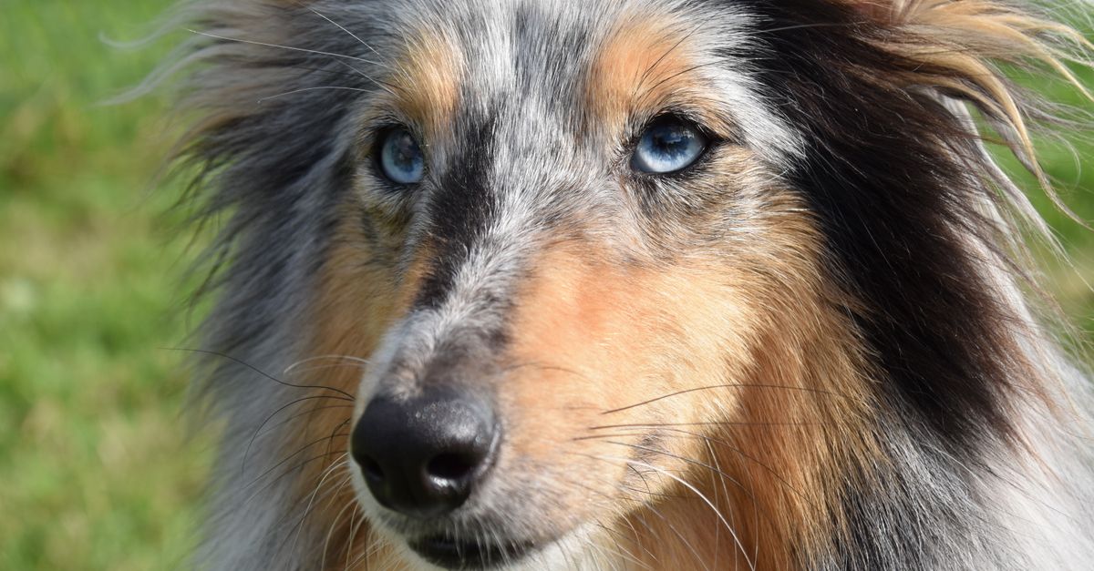 Best Food for Senior Dogs with Kidney Disease: A Complete Guide