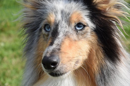 Beautiful blue-eyed rough collie dog with long fur in a close-up outdoor setting.