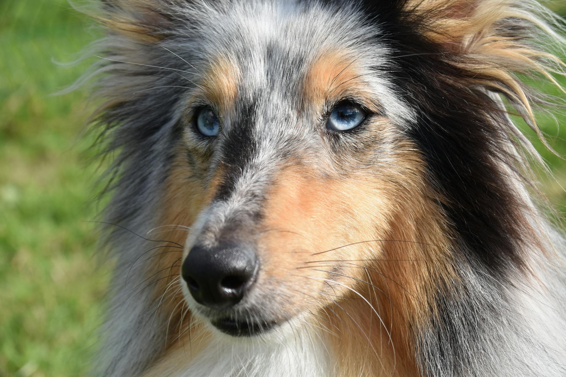 Close-Up Shot of a Rough Collie With Blue Eyes