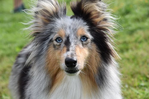Free Cute Rough Collie With Blue Eyes Stock Photo