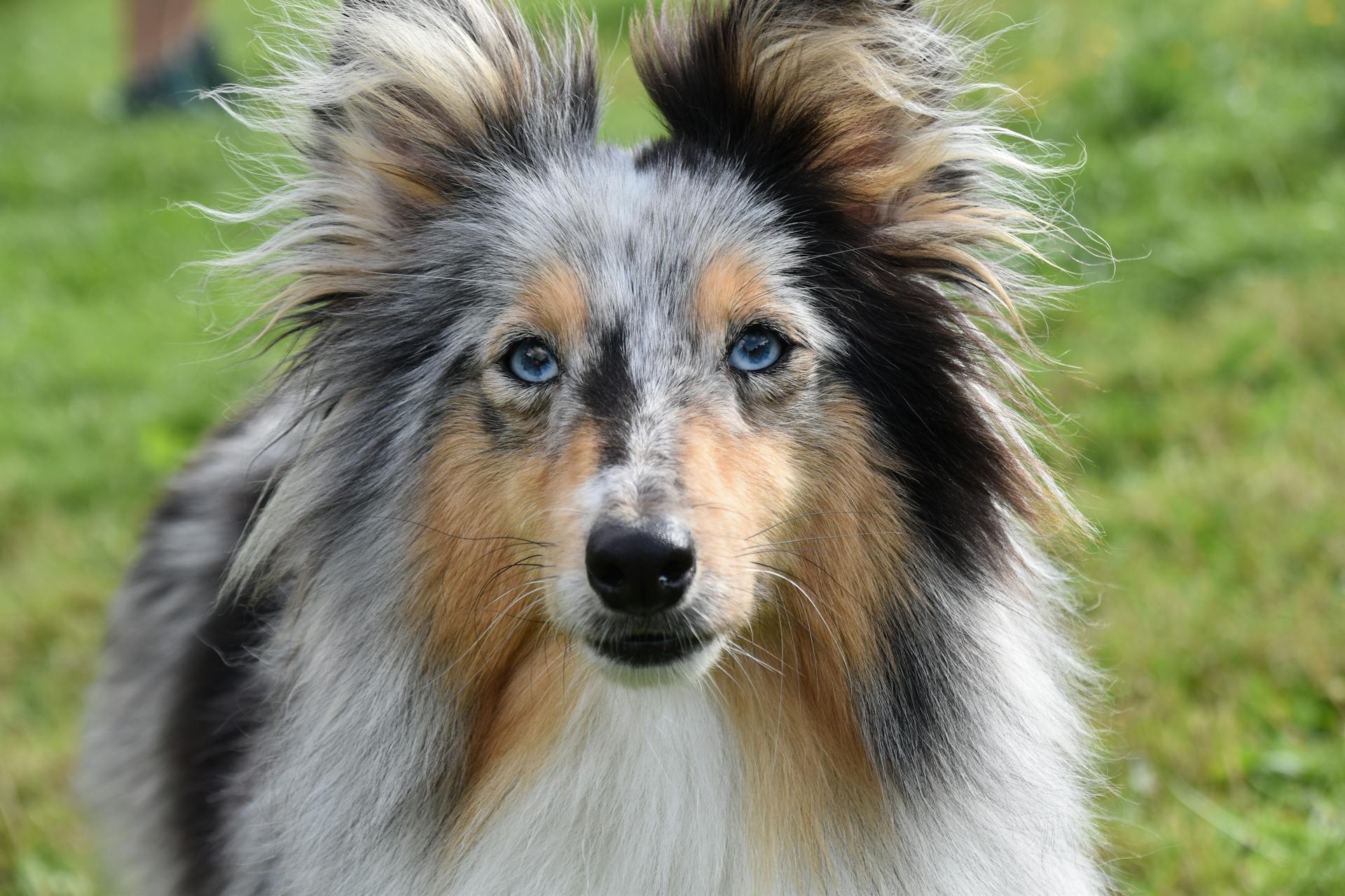 Cute Rough Collie With Blue Eyes