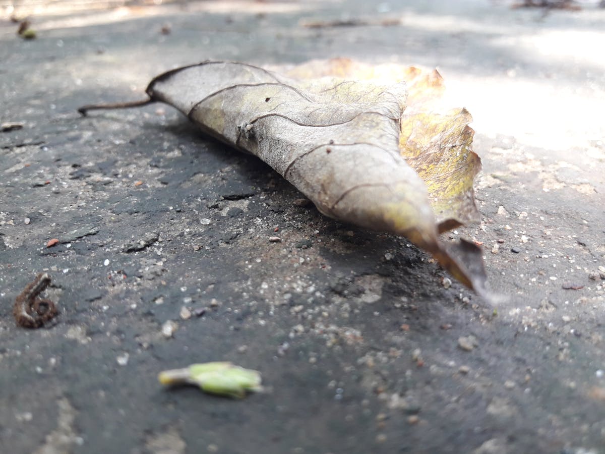 Detroit Flood Insurance: NFIP, Private Coverage, and Sewer Backup