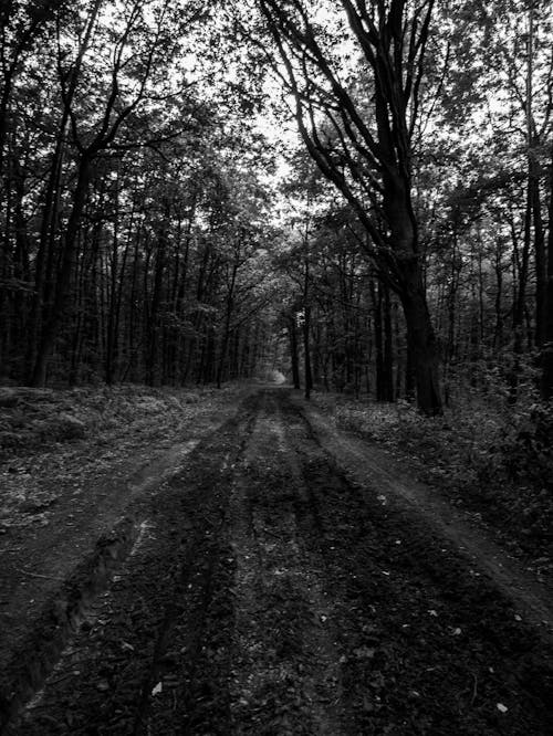 Grayscale Photography of Dirt Road Between Trees