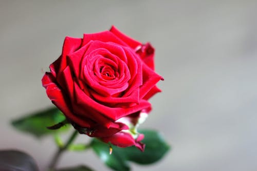 Red Rose Flower · Free Stock Photo