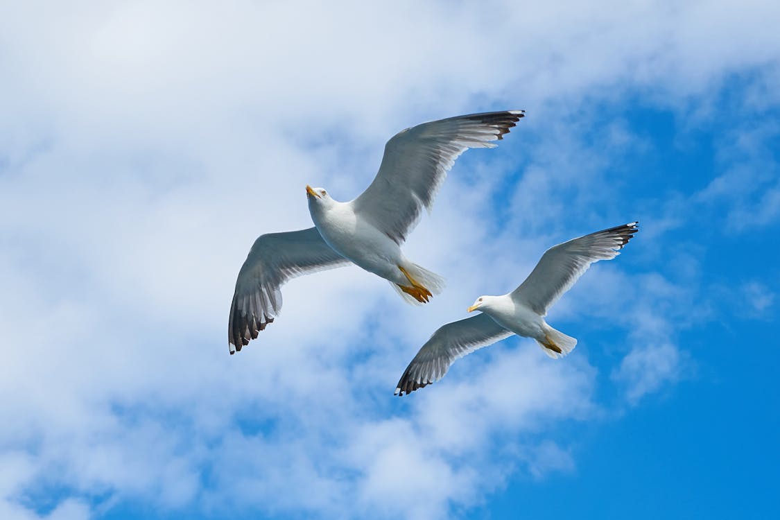 Two White Birds Flying Under Cloudy Sky