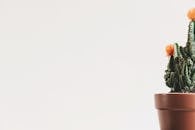 一张极简主义的照片中，白色背景上有一盆仙人掌，开着橙色的花朵