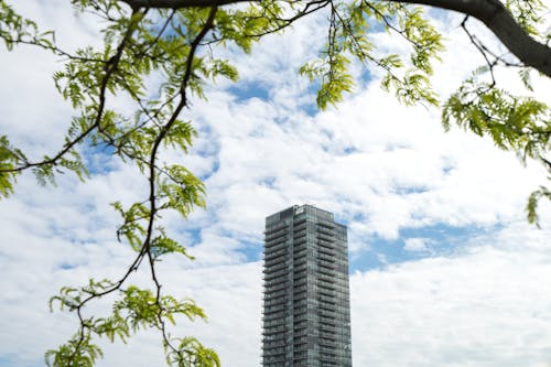 藍藍的天空下的高層建築附近的樹