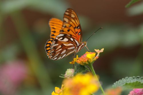 Free Close-up of a Gulf Fritillary butterfly delicately perched on a vibrant flower, showcasing intricate patterns. Stock Photo