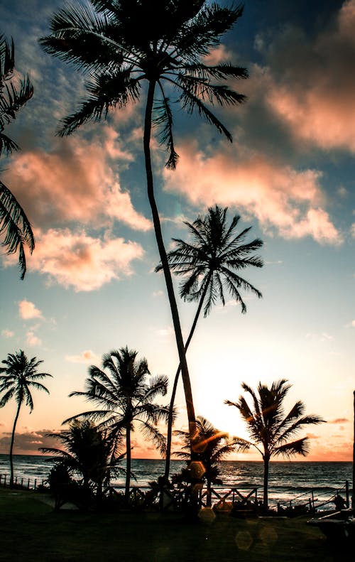 Foto stok gratis awan, kelapa, langit biru