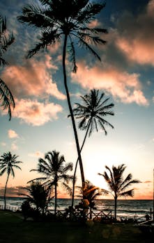 Stunning tropical beach sunset with silhouetted palm trees and vivid sky colors.