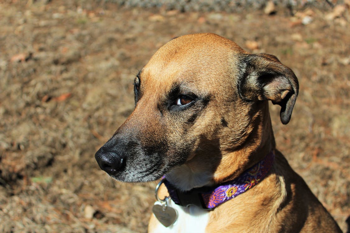 Free Brown and White Short Coat Medium Size Dog Stock Photo