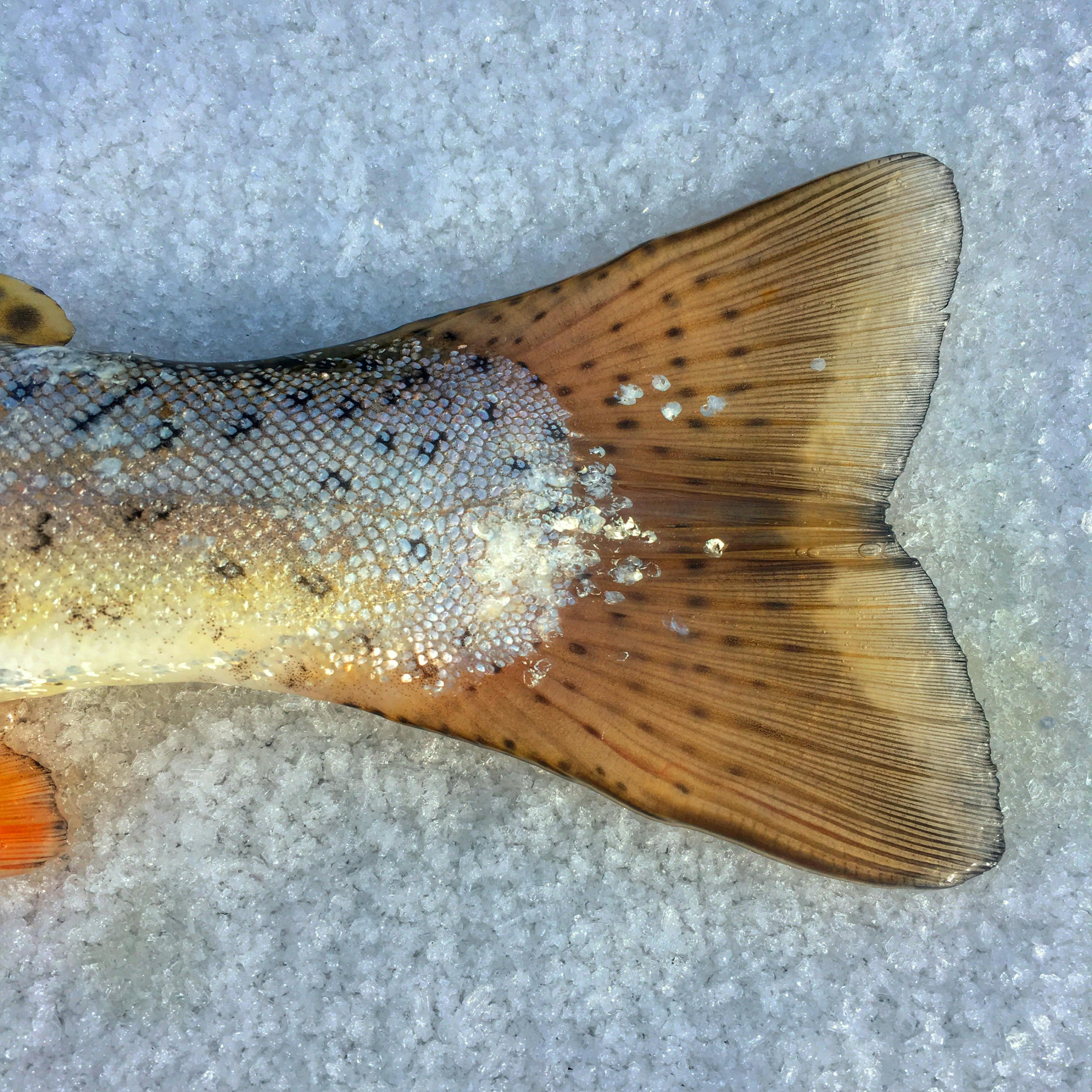 Fish Scales in Closeup Photography · Free Stock Photo